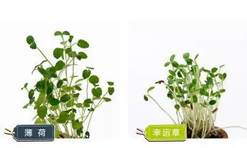 10 шт. Новинка Peropon авто бутылка chuppon игрушка 12 см животное панда свинья