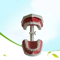 dental materials and supplies dental teaching model equipment children s oral cavity teaching