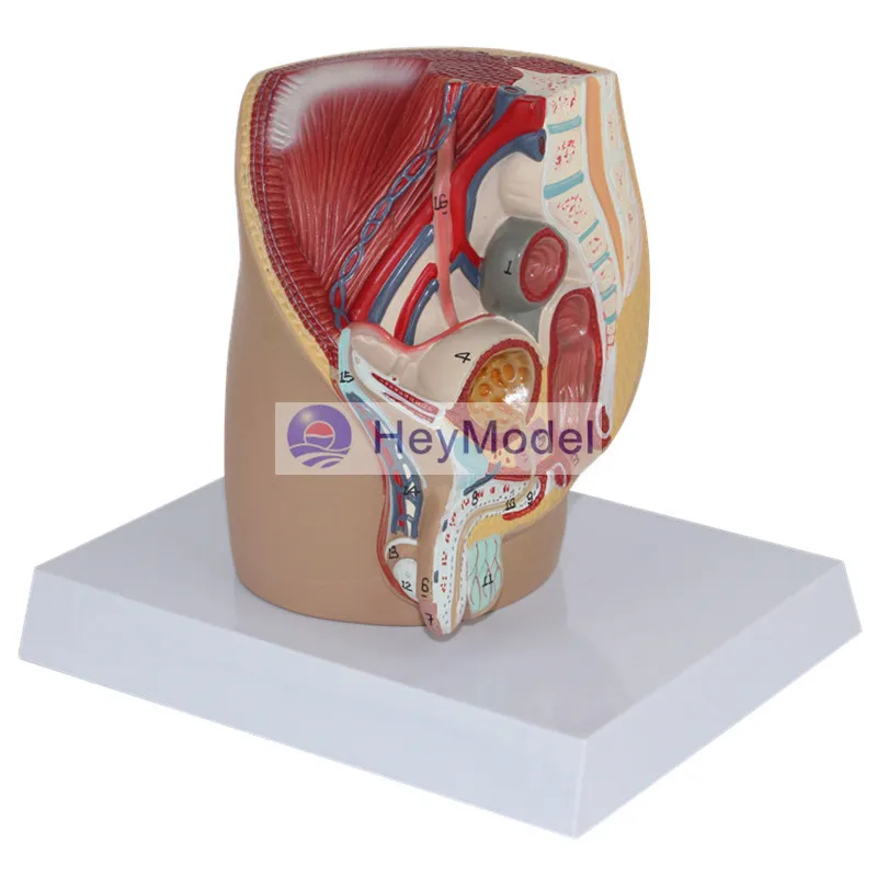 HeyModel Мужская Тазовая медианная движущаяся фотография|section| |