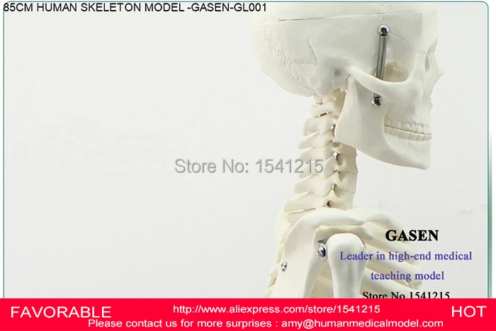 85 см обучающая модель человеческого скелета анатомический медицинский скелет