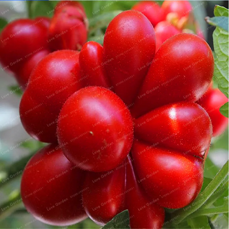 Гигантский Большой томат бонсай очень большой вкусно органического помидора еда