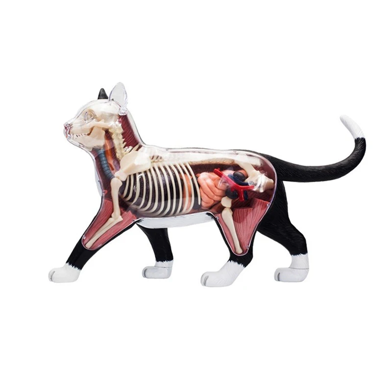 4D Master Cat пазл сборная Игрушка Животные биология орган анатомическая модель