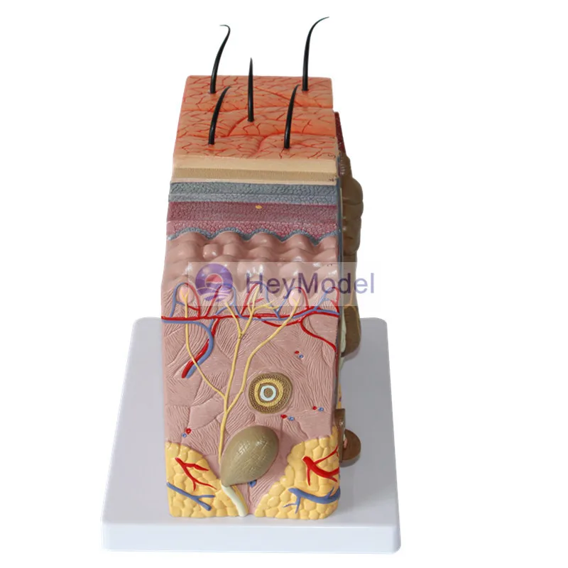 HeyModel строение тканей для кожи 35 раз увеличение|enlargement| |