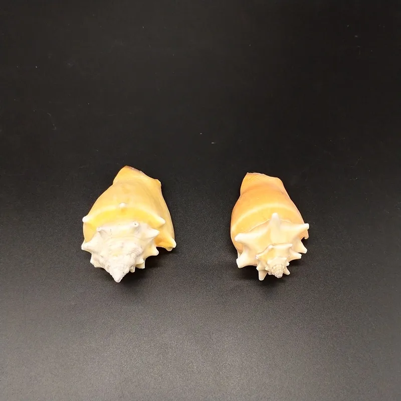2pcs Natural shell conch small carmine snail family decoration fish tank | Дом и сад