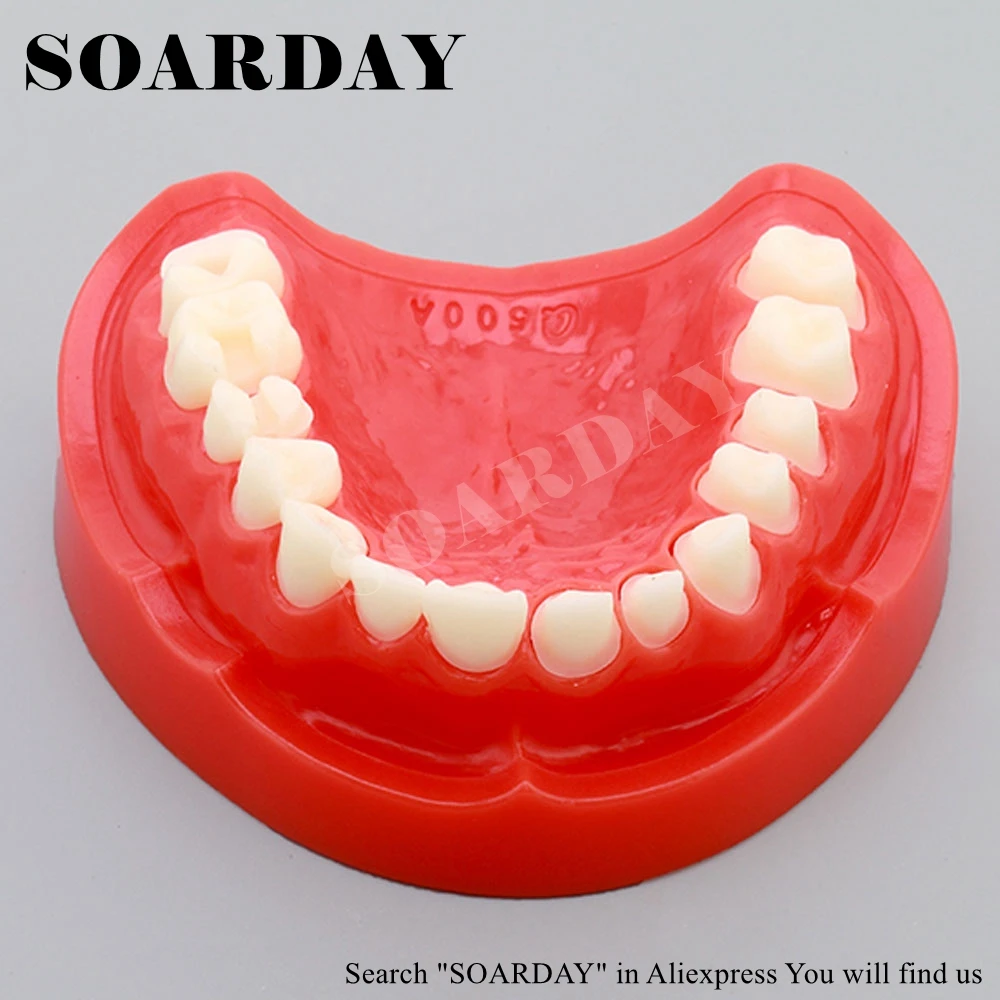 

SOARDAY Dental Preparation Teeth Model Dentist Practice Model Teeth Replaceable