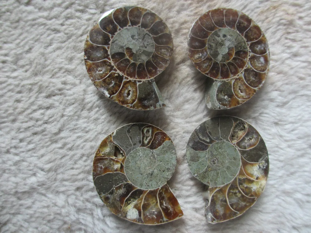 05205 1 Halves Cut Ammonite Shell Jurrassic Fossil From Madagascar | Дом и сад