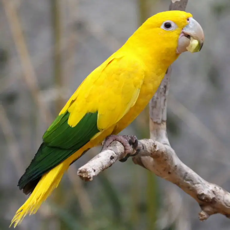 Golden Parakeet Gingerain одежда с птицами попугай одежда пеленки Naimi оригинальная ручная работа на заказ одежда с птицами пеленки Naimi - Цвет: Golden Parakeet