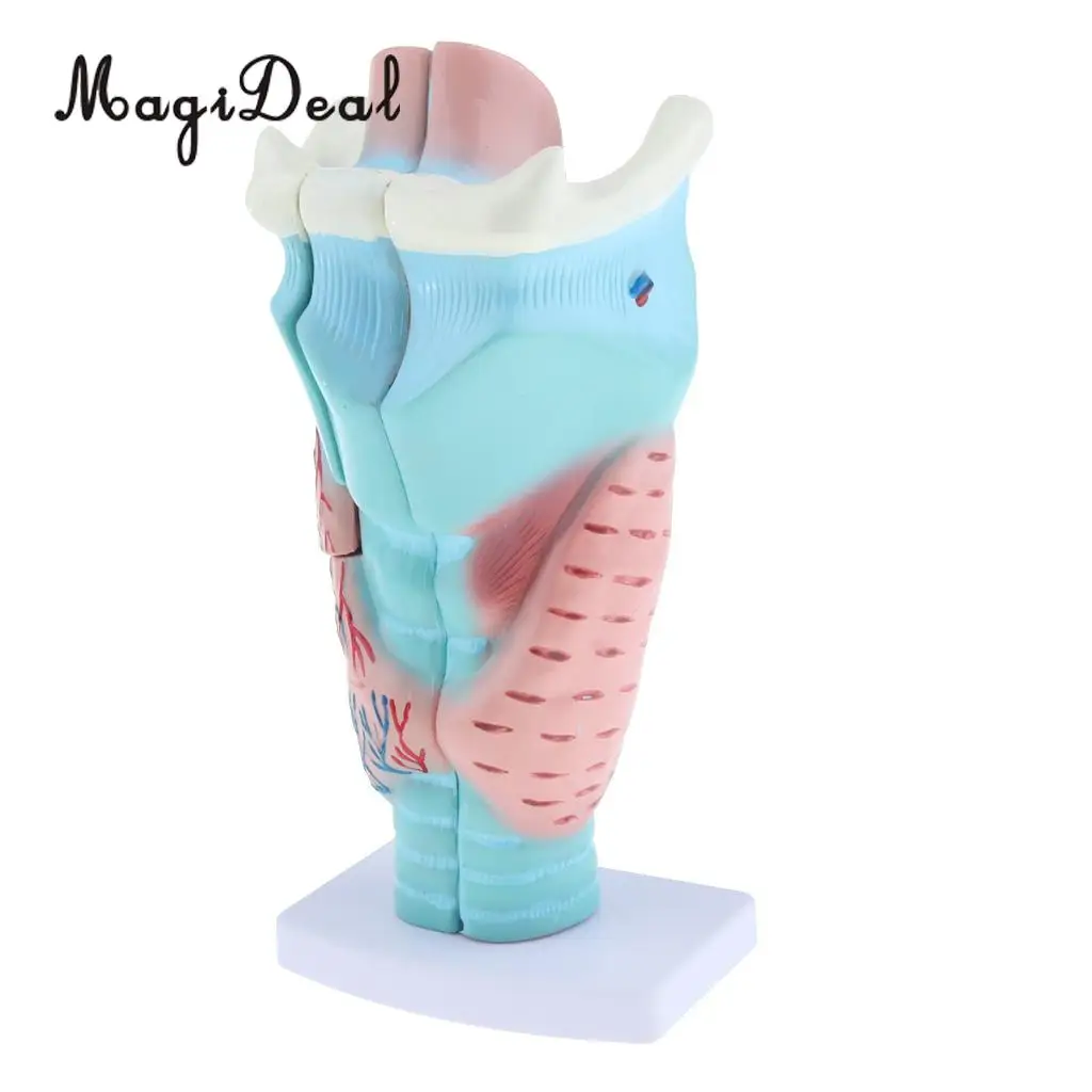 3x Magnified Human Larynx Anatomical Model Medical Anatomy Throat Lab Display 3 Parts Detachable | Дом и сад