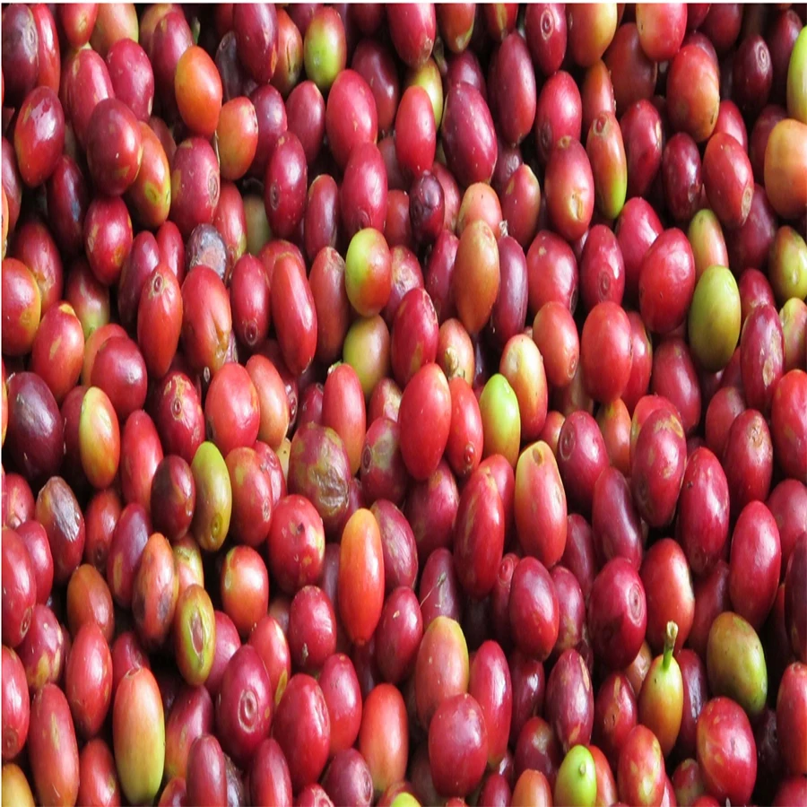 Органический зеленый пищевой кофейных зерен похудеть Арабика натурального bean dark