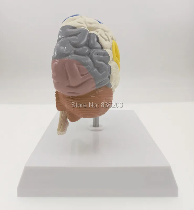 Поперечный сечение человеческого мозга половинная модель жизни размер