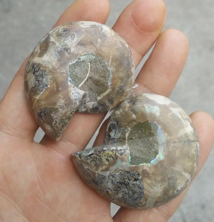 Ископаемые образцы раковины из аммонита для заживления минералов | Дом и сад