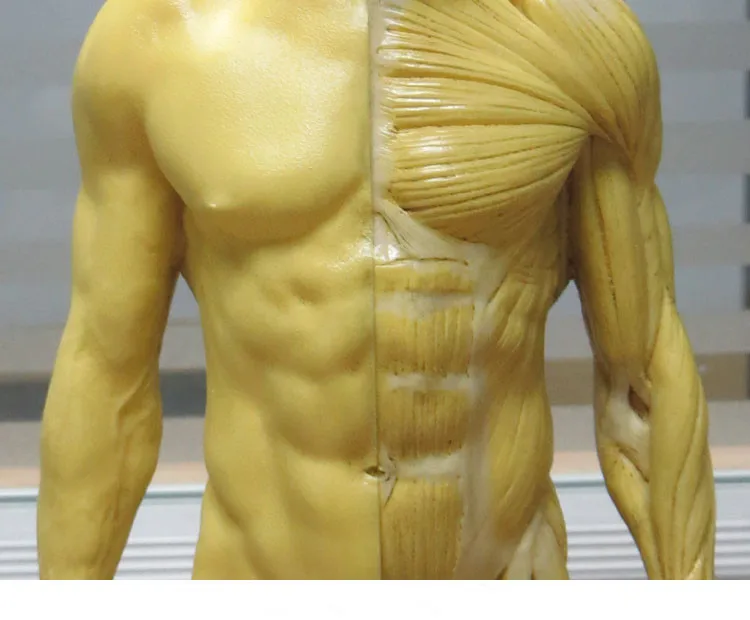 Каркас человеческого черепа из ПУ кожи анатомическая модель для зубных протезов