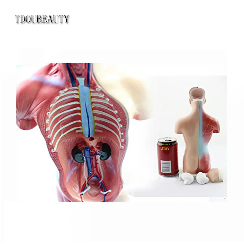 TDOUBEAUTY 2021 15 частей для начальной и средней школы образовательная модель органа