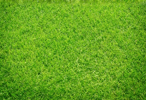 Filming Spring Grass Printed Backdrops For Photo Studio Digital Printing Baby Background Photography XT-3384 | Электроника