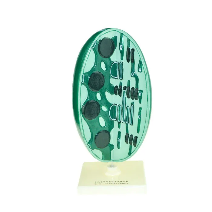 Структурная модель Chloroplast мезофильные клетки микроструктура научный и