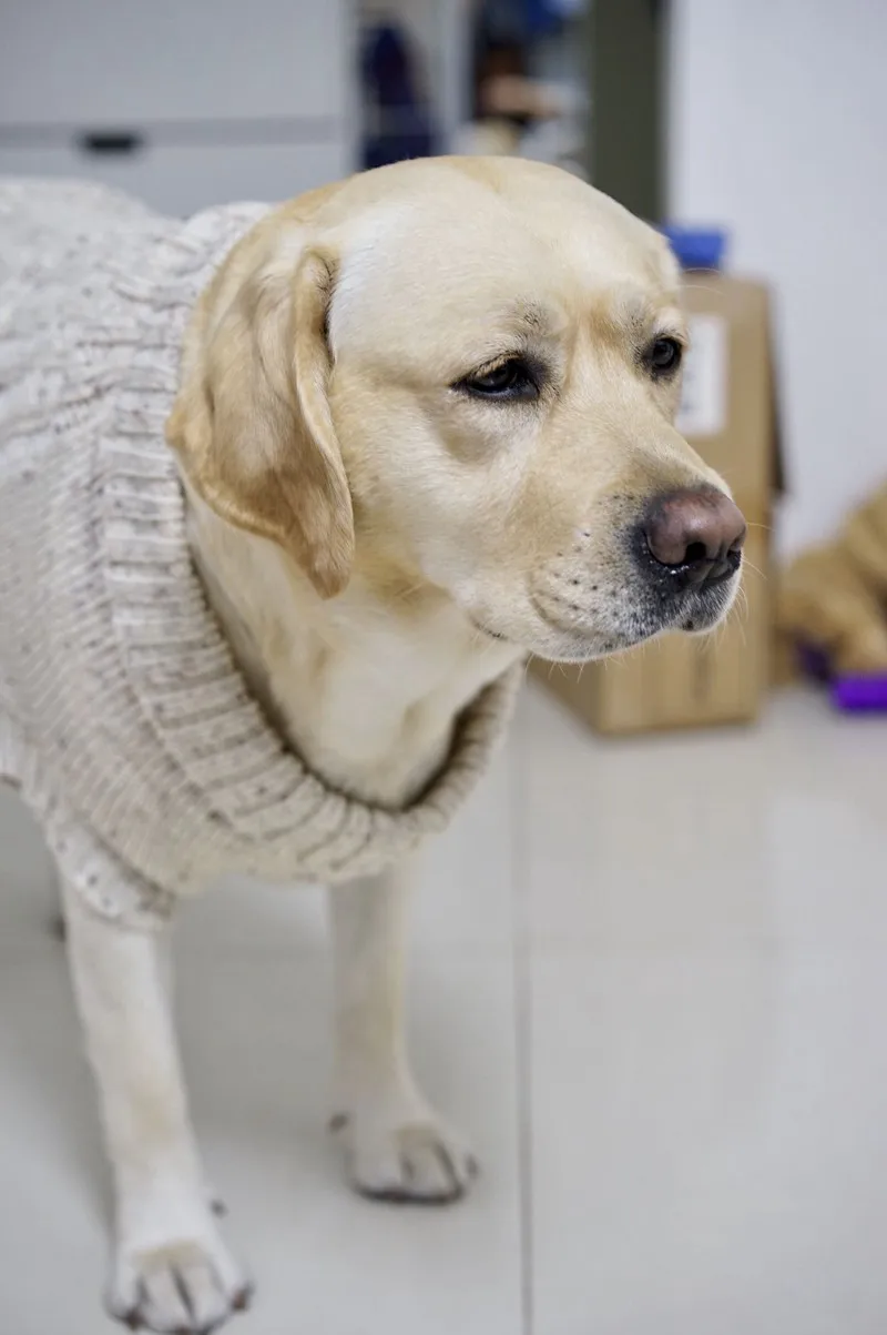 [MPK кошачьи свитера] дизайн Pet свитер для кота, свитер для собаки