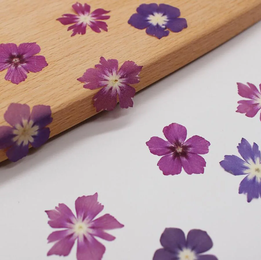 120 шт прессованный высушенный фиолетовый/розово-красный Phlox Subulata цветок гербарий