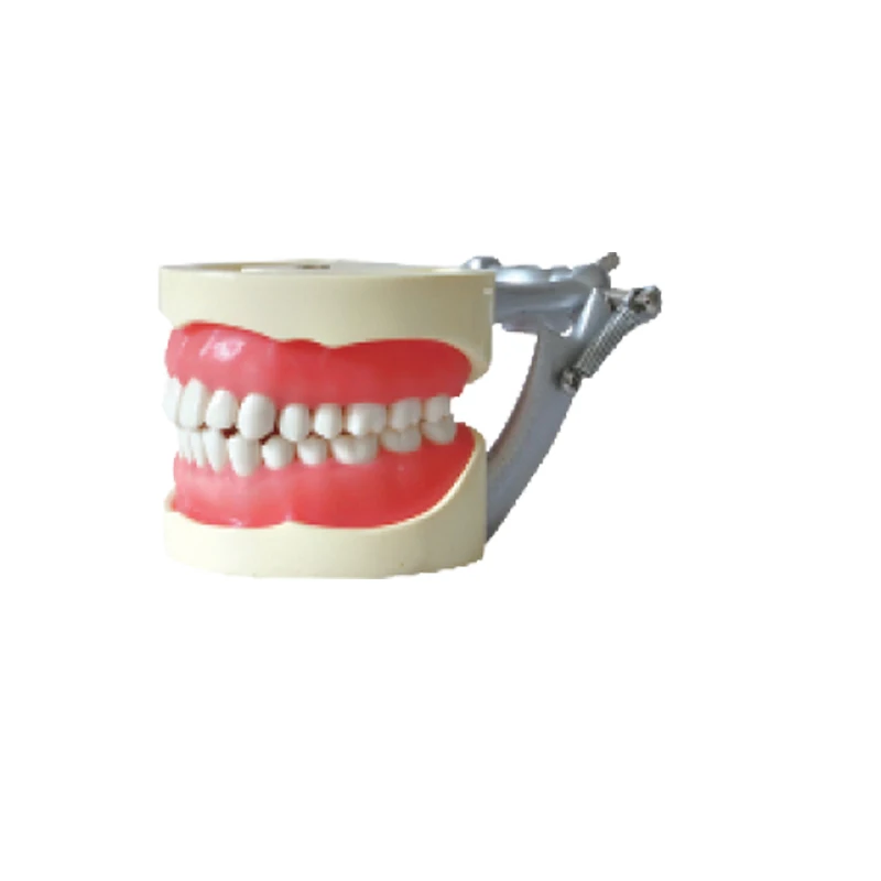 1PC Dental education teaching teeth Standard Model there are 32pcs teeth Soft Gum Screw fixed with DP Articulator  Easy to study
