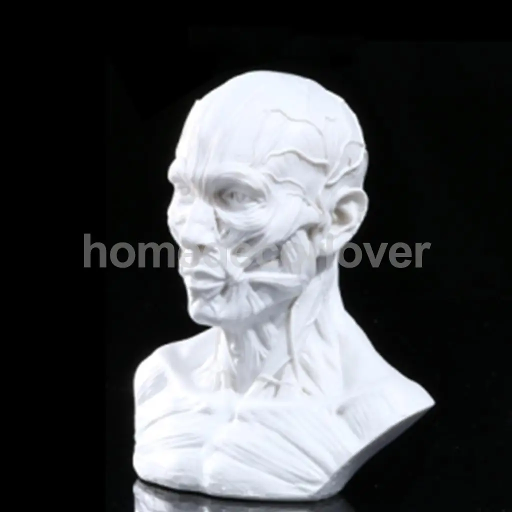 4 &quotмодель человека череп для изучения анатомии голова мышечная кость