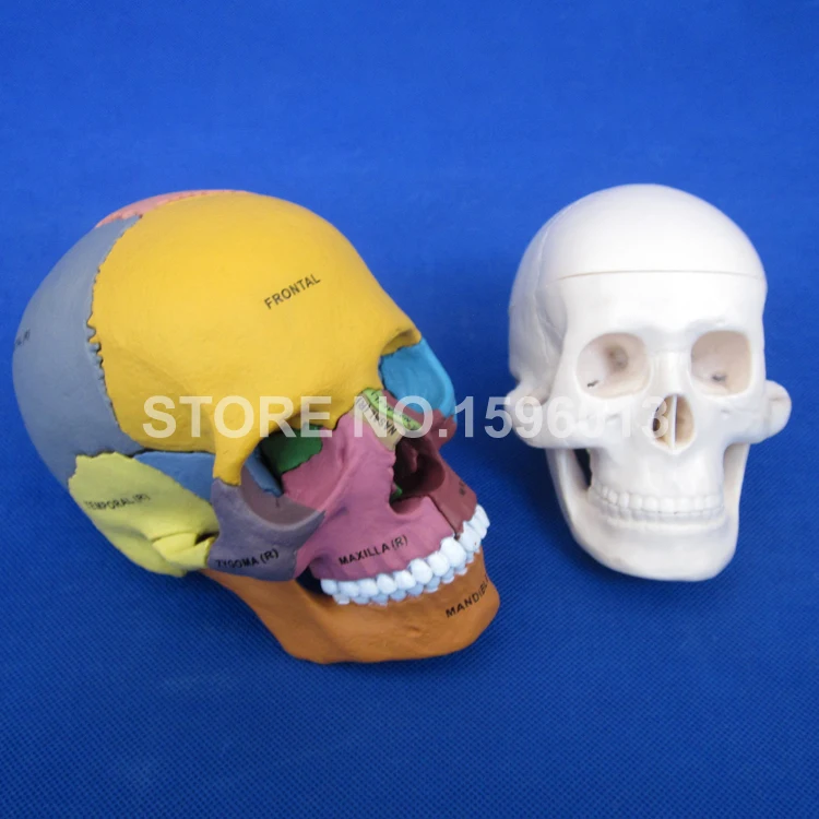 Усовершенствованная модель черепа с дисперзирующей костью человеческого в