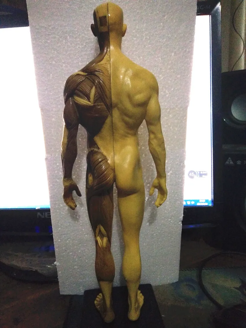 30 см человеческий каучук череп анатомическая модель скелета для зубных протезов