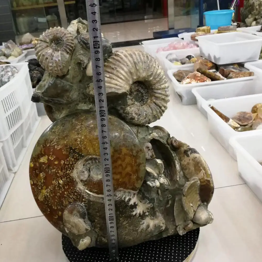Высокое качество Коллекция fengshui подарки рок винт образец fossil