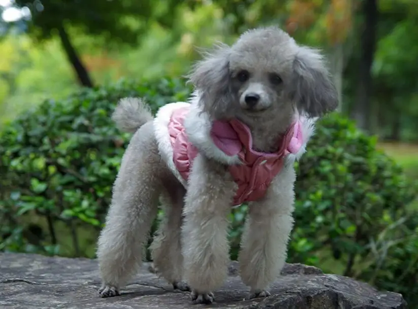 Новый стиль pet куртка в стиле милых собачек зимняя теплая для собак Одежда