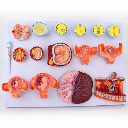 Fertilization and Early Embryonic Development Process Model Femogenesis model of fetal development in fertilized eggs fertilization process simulator egg fertilization model