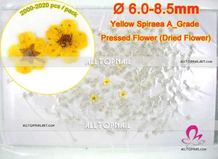 

Spiraea дизайн ногтей прессованный высушенный цветы 2020 шт./лот желтый свадебный венец сухой цветок-бесплатная доставка