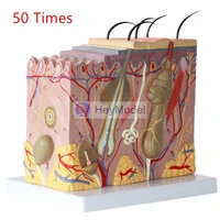 heymodel 3d skin tissue structure 50 times enlargement