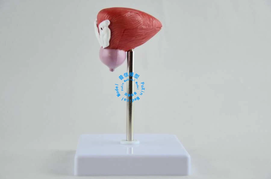 Бесплатная доставка и модель мочевого пузыря мочевыделительной системы