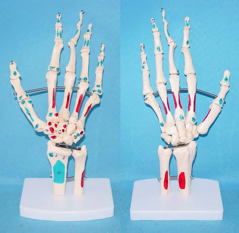 

Каркас человека для больших суставов рук натурального размера 1:1, каркас для цветных мышц, медицинская модель