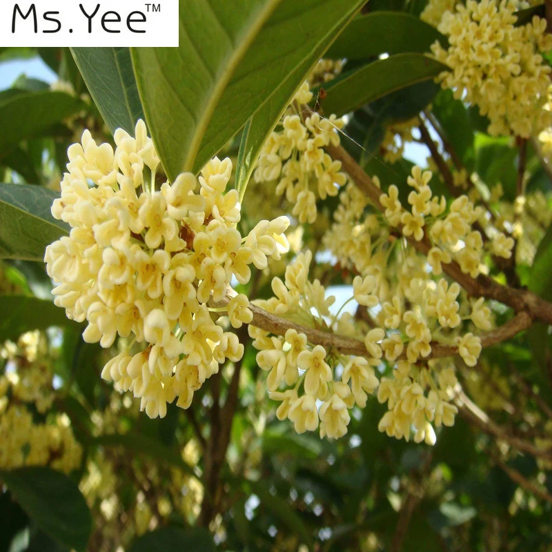 Эфирное масло Osmanthus (османтус fragrans) Новинка 100% чистое натуральное живое