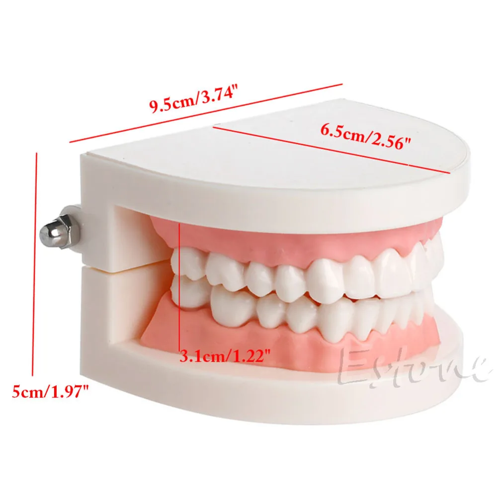 

Dental tooth model Early childhood teaching model The teaching model of oral teeth in children