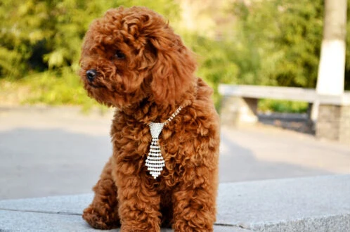 Товары для домашних животных Очаровательное ожерелье собаки со стразами