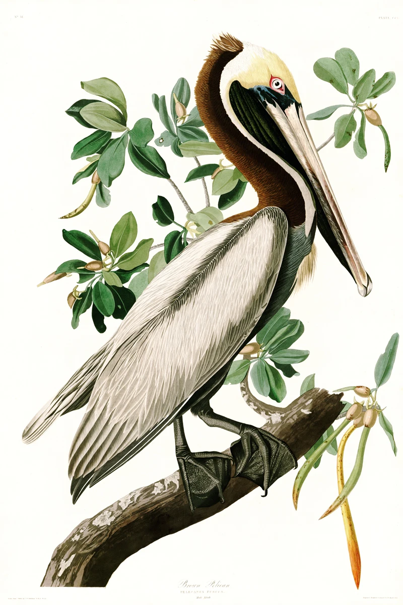 

animal canvas print birds world giant poster canvas painting home art pastoral picture Brown bird by Audubon