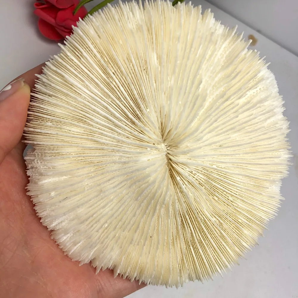 Природная красота морской коралловый отображается как подарок | Дом и сад