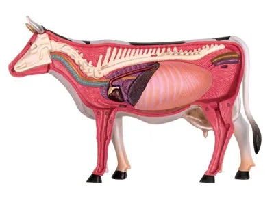 4D мастер развивающие игрушки модели животных собранные коровы анатомическая