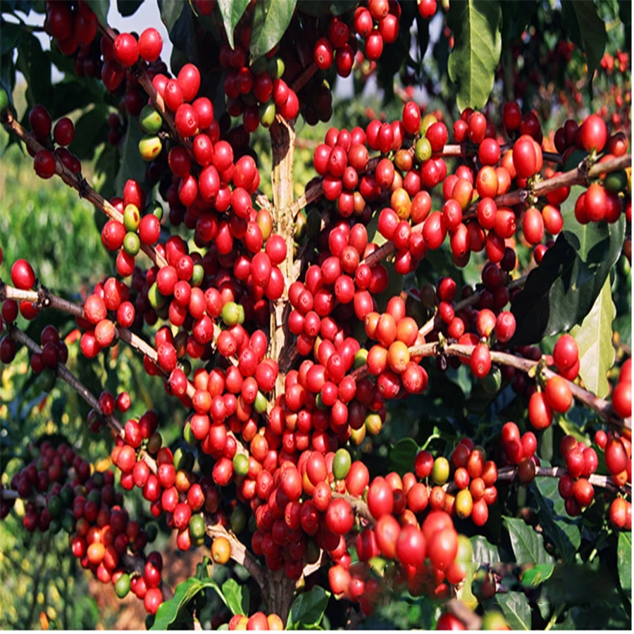 Органический зеленый пищевой кофейных зерен похудеть Арабика натурального bean dark