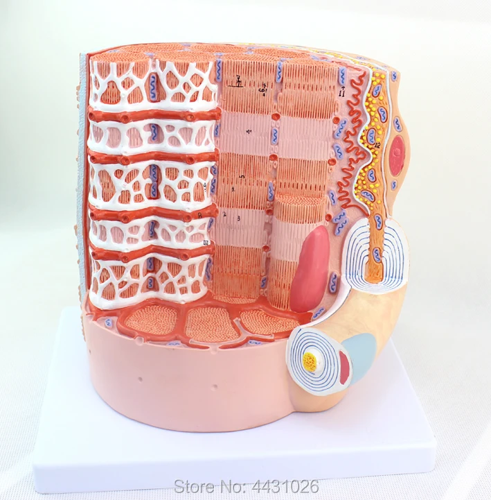 

ENOVO Human muscle fiber amplification model microanatomy model medical teaching human anatomy