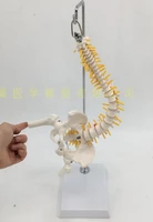 45cm high and medium spine model human spine model vertebral band pelvis model medical teaching aids