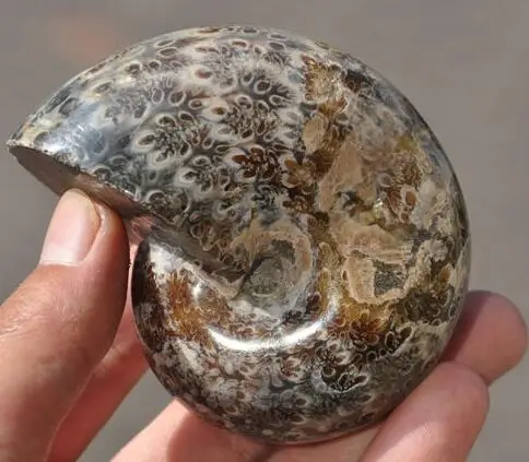 Редкие природные красивые аммонитовые ископаемые кристаллы стандарта AA +++|aa|specimen