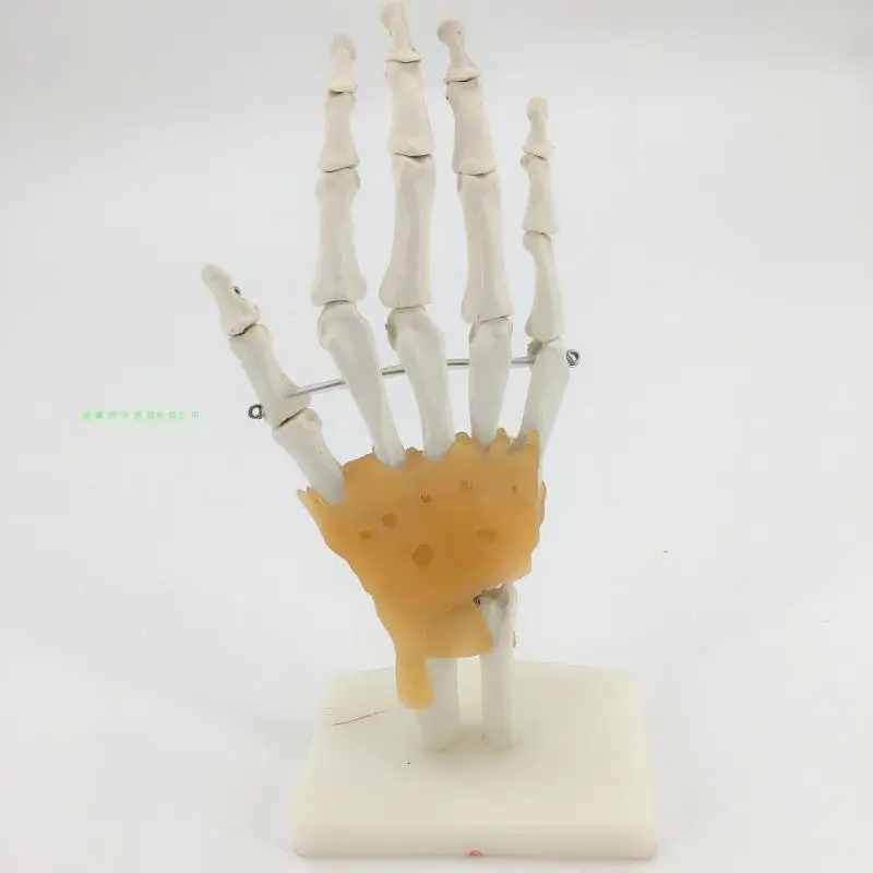 Модель скелета для ручного сустава ulna и tibia модель рук с связкой|Медицинская