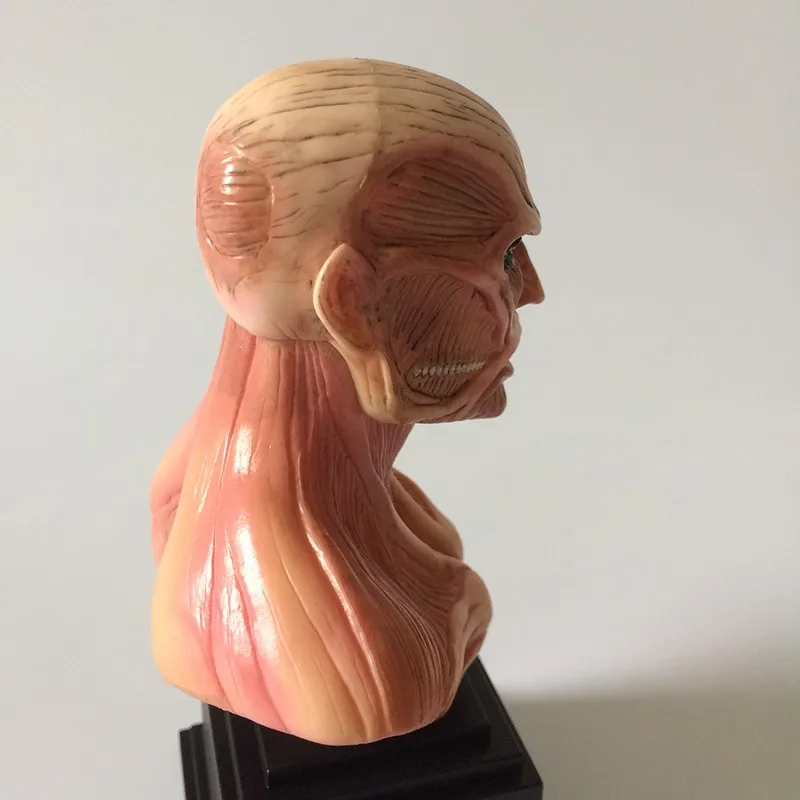 Attack On Titan бюст фигурка 1/8 масштаб окрашенная фигурка Titan бюст кукла ПВХ фигурка игрушки Brinquedos аниме 18 см