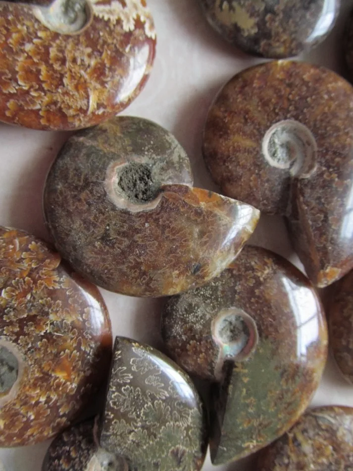 Натуральный аммонит PRETTY NAUTILUS MADAGASCAR FOSSIL с лечебным действием образцы 30G 50G|healing| |