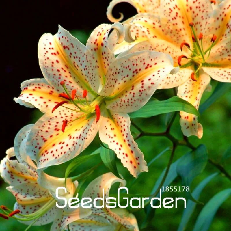 Большая Акция! Пакет 50 штук желтое сердце красные пятна белый цветок лилии