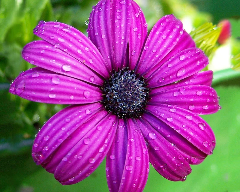 A2806 Алмазная вышивка домашний декор крестиком цветок 100% смола инструмент для