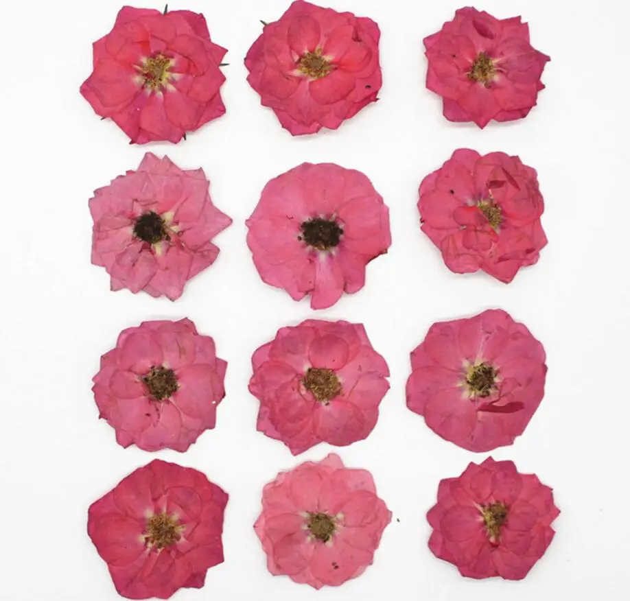60 шт прессованный высушенный Pink Rosa Rugosa Thunb. Цветочная фотография для ювелирных