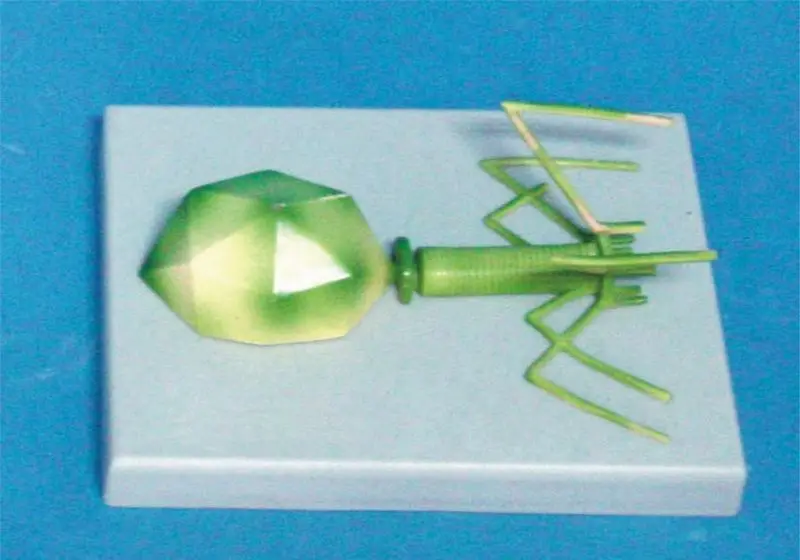 Phage вирусная модель молекулярная структура Преподавание Биологии медицинская