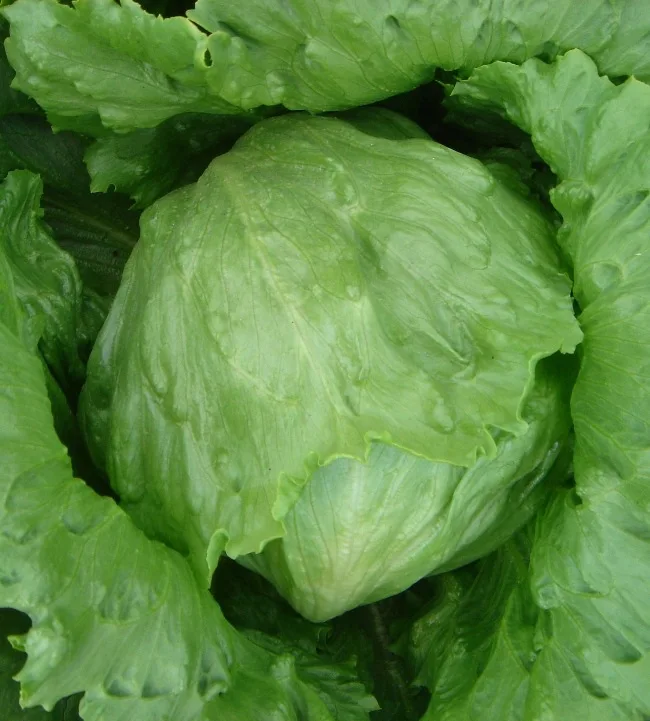 

2017 Sale Special Offer Outdoor Plants Very Easy Mini Garden Summer Excluded Courtyard Mini bonsai Manley Lettuce bonsai 100pcs